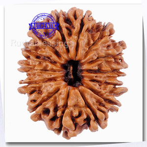 14 Mukhi Nepalese Rudraksha - Bead No. 34