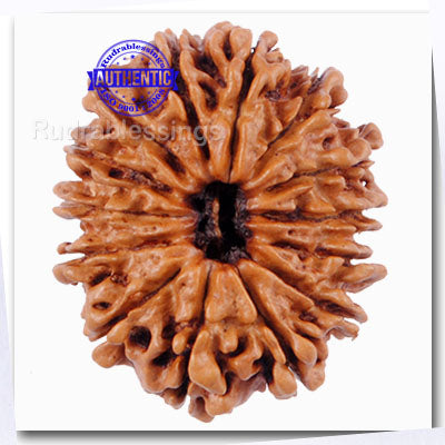14 Mukhi Nepalese Rudraksha - Bead No. 34