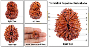 14 Mukhi Nepalese Rudraksha - Bead No. 53