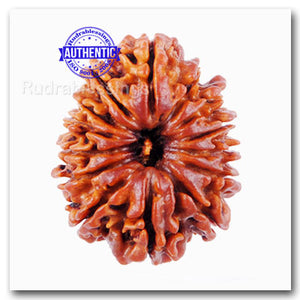 14 Mukhi Nepalese Rudraksha - Bead No. 53