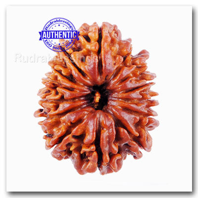 14 Mukhi Nepalese Rudraksha - Bead No. 53
