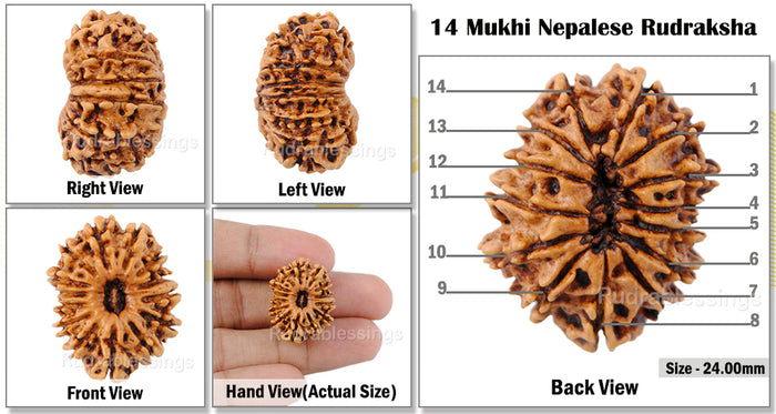 14 Mukhi Nepalese Rudraksha - Bead No. 99