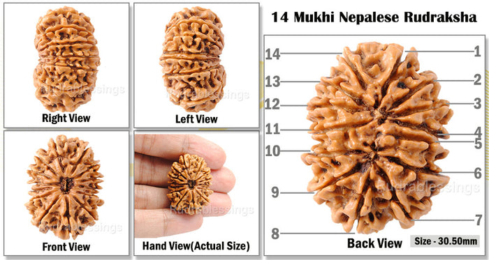 14 Mukhi Nepalese Rudraksha - Bead No. 117