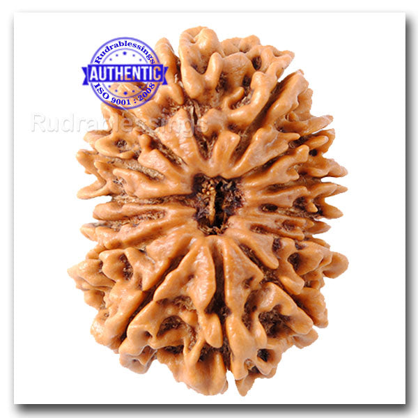 14 Mukhi Nepalese Rudraksha - Bead No. 117