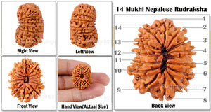 14 Mukhi Nepalese Rudraksha - Bead No. 51