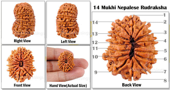 14 Mukhi Nepalese Rudraksha - Bead No. 51