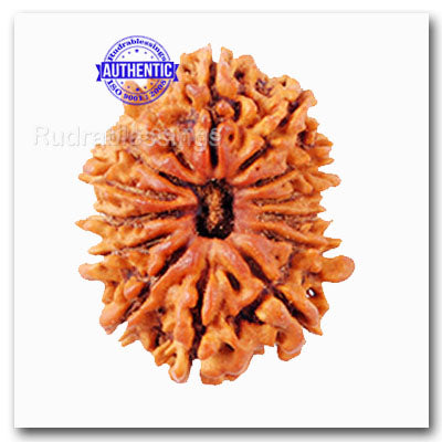 14 Mukhi Nepalese Rudraksha - Bead No. 51