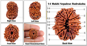 14 Mukhi Nepalese Rudraksha - Bead No. 71