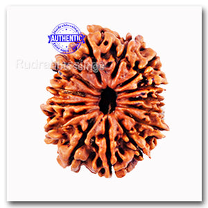 14 Mukhi Nepalese Rudraksha - Bead No. 71
