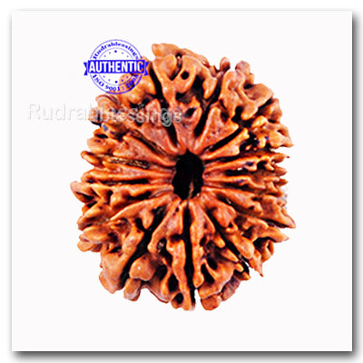 14 Mukhi Nepalese Rudraksha - Bead No. 71