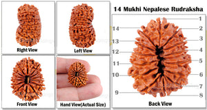 14 Mukhi Nepalese Rudraksha - Bead No. 74
