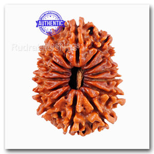 14 Mukhi Nepalese Rudraksha - Bead No. 74