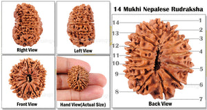 14 Mukhi Nepalese Rudraksha - Bead No. 88