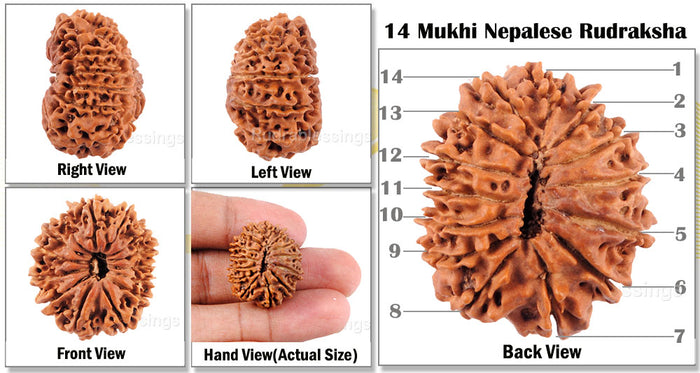 14 Mukhi Nepalese Rudraksha - Bead No. 88