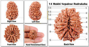 14 Mukhi Nepalese Rudraksha - Bead No. 89