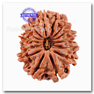 14 Mukhi Nepalese Rudraksha - Bead No. 89
