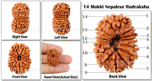 14 Mukhi Nepalese Rudraksha - Bead No. 90