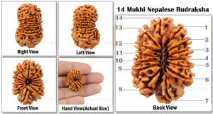 14 Mukhi Nepalese Rudraksha - Bead No. 95