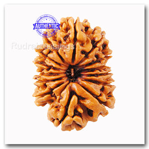 14 Mukhi Nepalese Rudraksha - Bead No. 95
