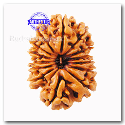 14 Mukhi Nepalese Rudraksha - Bead No. 95