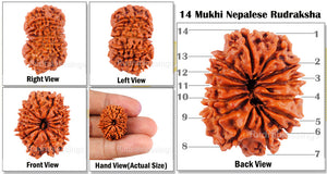 14 Mukhi Nepalese Rudraksha - Bead No. 96