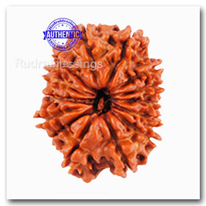 14 Mukhi Nepalese Rudraksha - Bead No. 96
