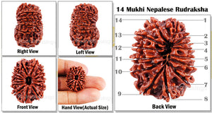 14 Mukhi Nepalese Rudraksha - Bead No. 97
