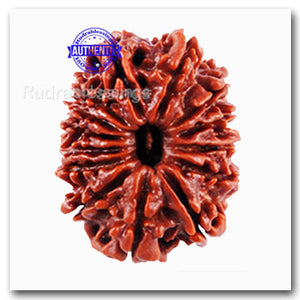 14 Mukhi Nepalese Rudraksha - Bead No. 97