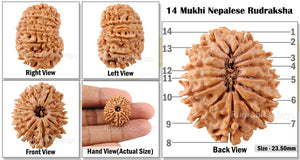 14 Mukhi Nepalese Rudraksha - Bead No. 94