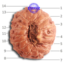 Load image into Gallery viewer, 14 mukhi Indonesian Rudraksha -  Bead No. 257

