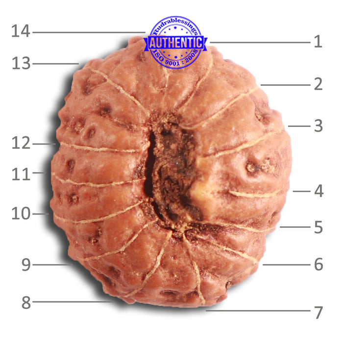 14 mukhi Indonesian Rudraksha -  Bead No. 257