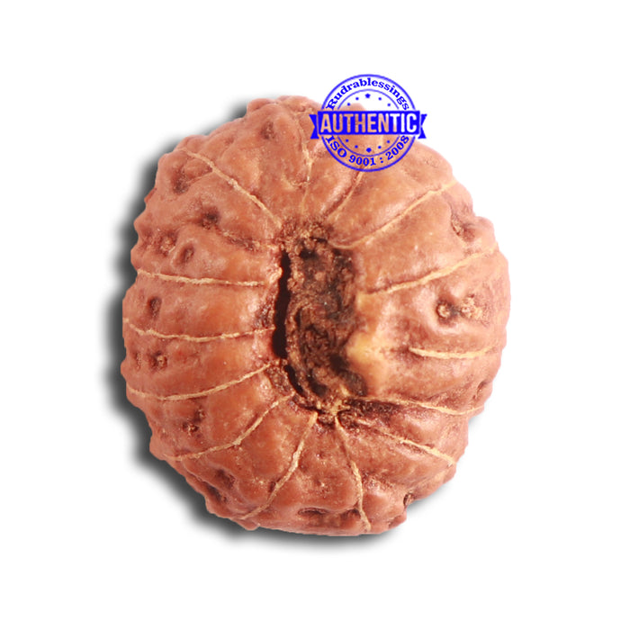 14 mukhi Indonesian Rudraksha -  Bead No. 257