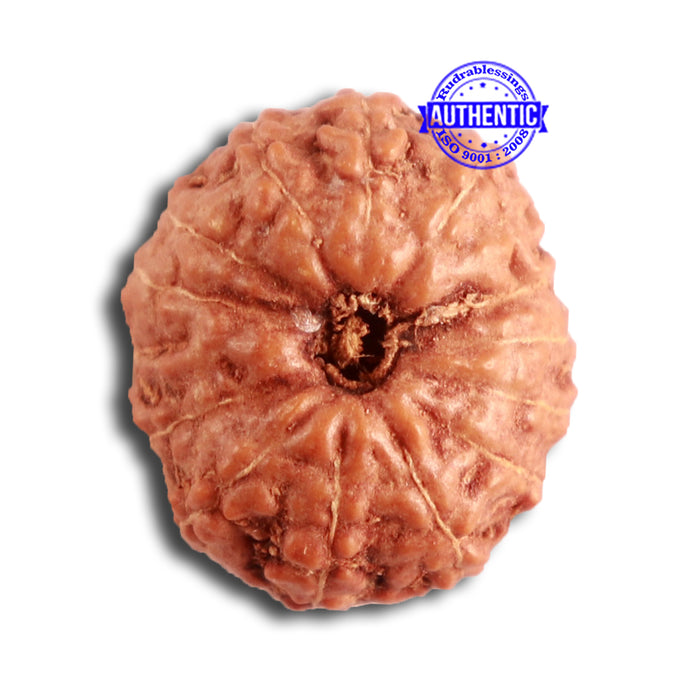 14 mukhi Indonesian Rudraksha -  Bead No. 257