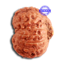 Load image into Gallery viewer, 14 mukhi Indonesian Rudraksha -  Bead No. 257

