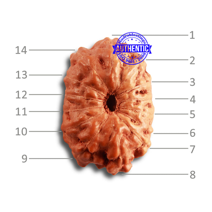 14 mukhi Indonesian Rudraksha -  Bead No. 264