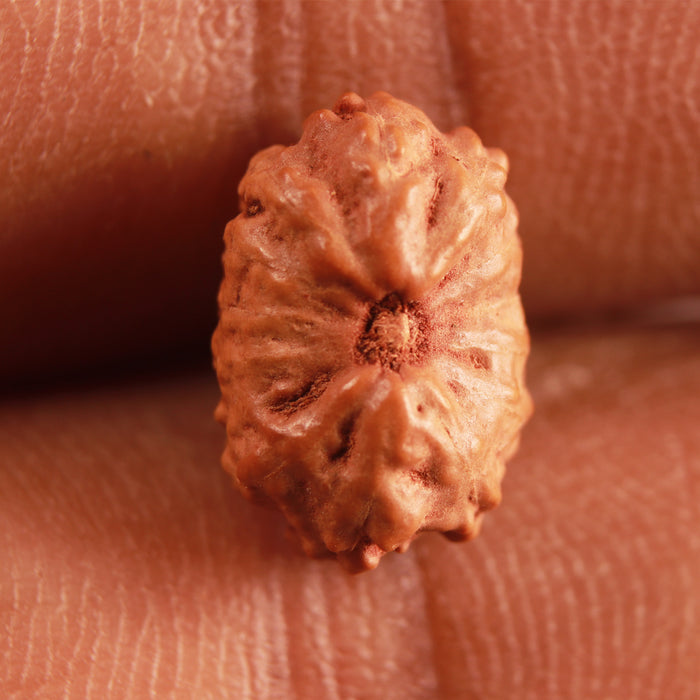 14 mukhi Indonesian Rudraksha -  Bead No. 264
