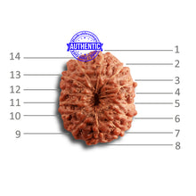 Load image into Gallery viewer, 14 mukhi Indonesian Rudraksha -  Bead No. 271
