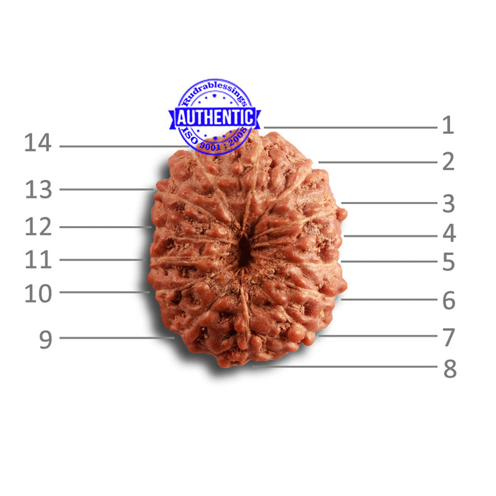 14 mukhi Indonesian Rudraksha -  Bead No. 271