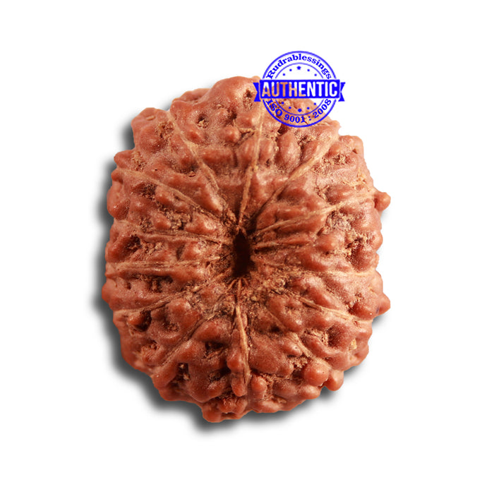 14 mukhi Indonesian Rudraksha -  Bead No. 271