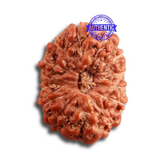 14 mukhi Indonesian Rudraksha -  Bead No. 271