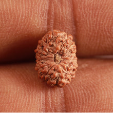 Load image into Gallery viewer, 14 mukhi Indonesian Rudraksha -  Bead No. 271
