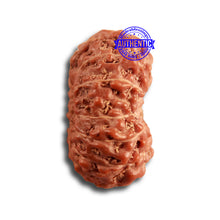 Load image into Gallery viewer, 14 mukhi Indonesian Rudraksha -  Bead No. 271

