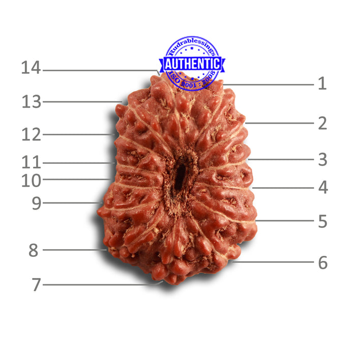 14 mukhi Indonesian Rudraksha -  Bead No. 274