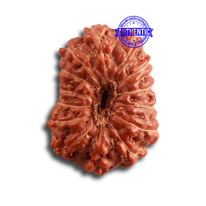 14 mukhi Indonesian Rudraksha -  Bead No. 274
