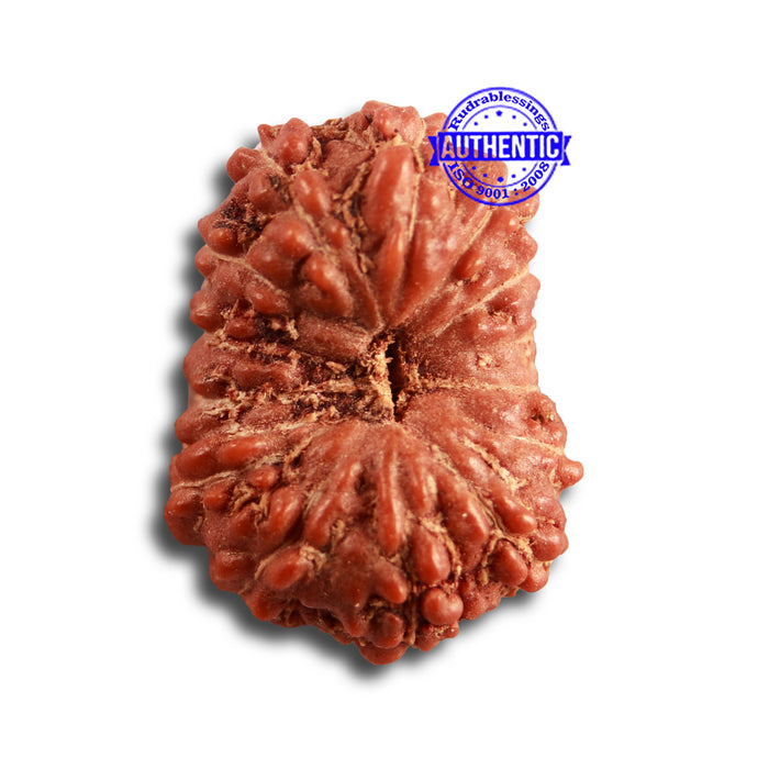 14 mukhi Indonesian Rudraksha -  Bead No. 274