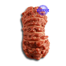 Load image into Gallery viewer, 14 mukhi Indonesian Rudraksha -  Bead No. 274

