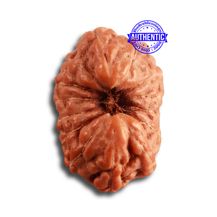 14 mukhi Indonesian Rudraksha -  Bead No. 277