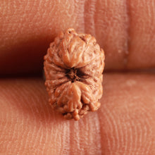 Load image into Gallery viewer, 14 mukhi Indonesian Rudraksha -  Bead No. 277
