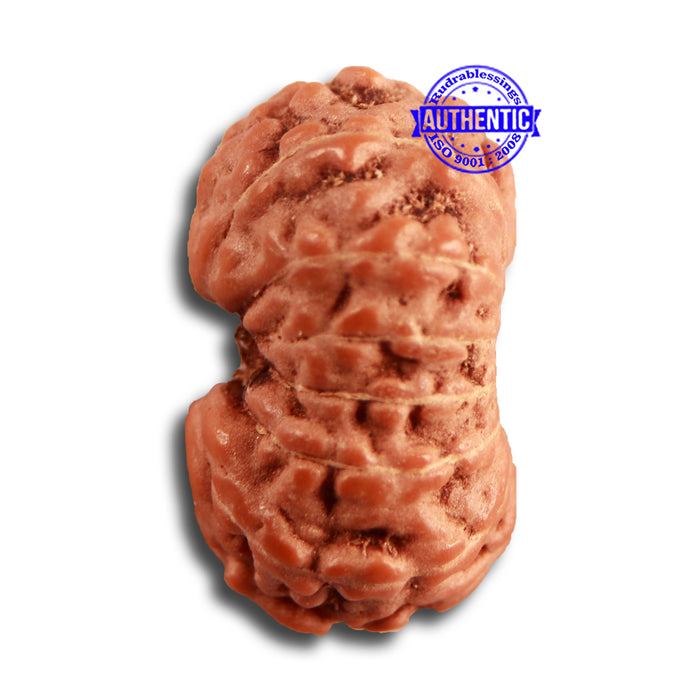 14 mukhi Indonesian Rudraksha -  Bead No. 277