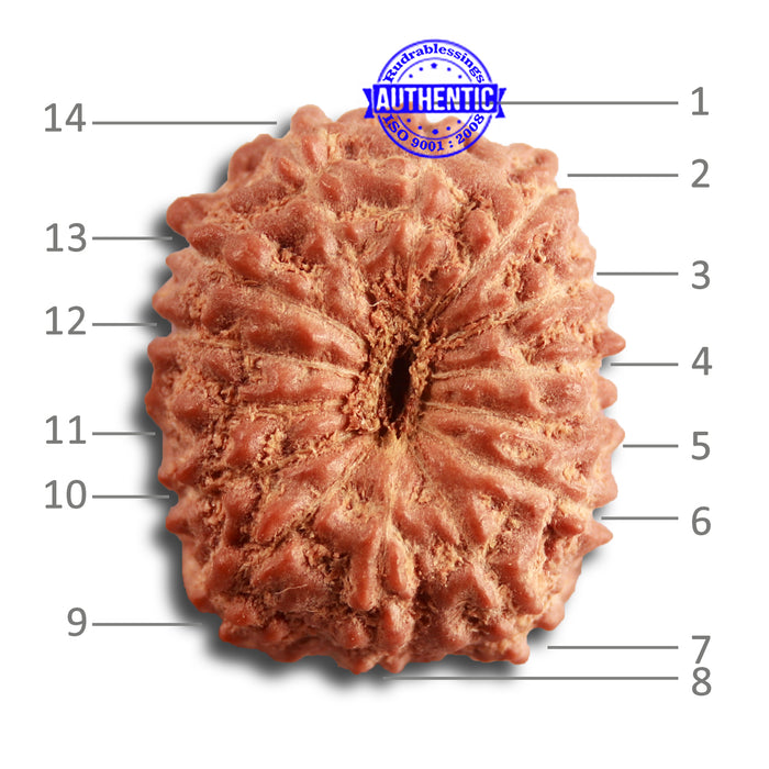 14 mukhi Indonesian Rudraksha -  Bead No. 279